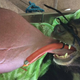 The bear’s tongue was so swollen it had been dragging along the floor. (Image: The University of Edinburgh’s Royal (Dick) School of Veterinary Studies)